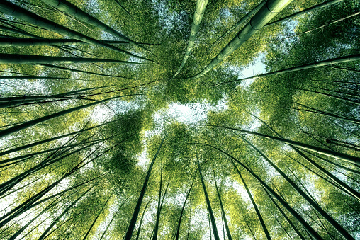 Arashiyama Bamboo Forest in Kyoto Japan