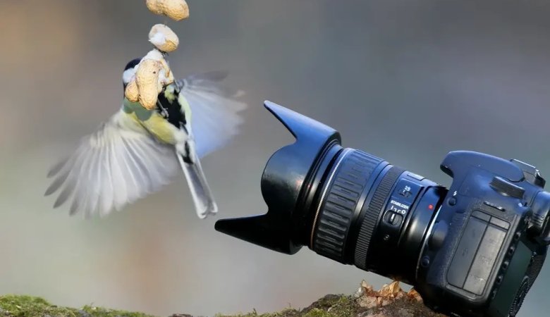 Best Mirrorless Cameras for Birds in Flight