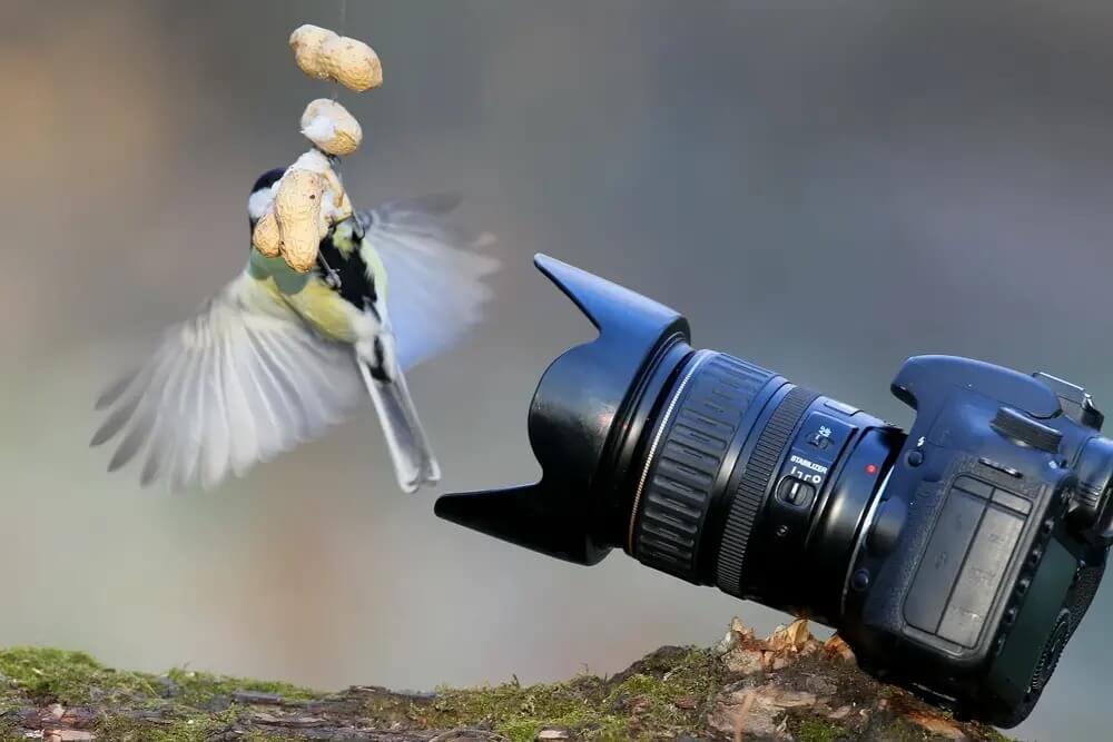 Best Mirrorless Cameras for Birds in Flight