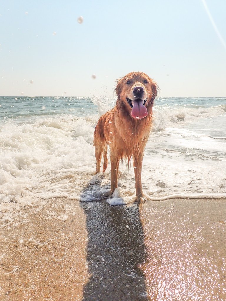 Bring Your Pets to The Beach