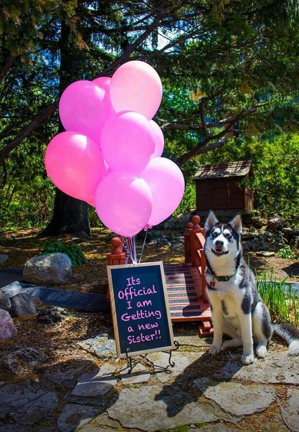 Having Pets Reveal the Gender of Your Baby