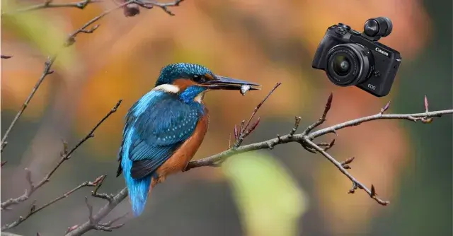 Important Factors to Consider While Choosing the Best Cameras for Birding .jpg