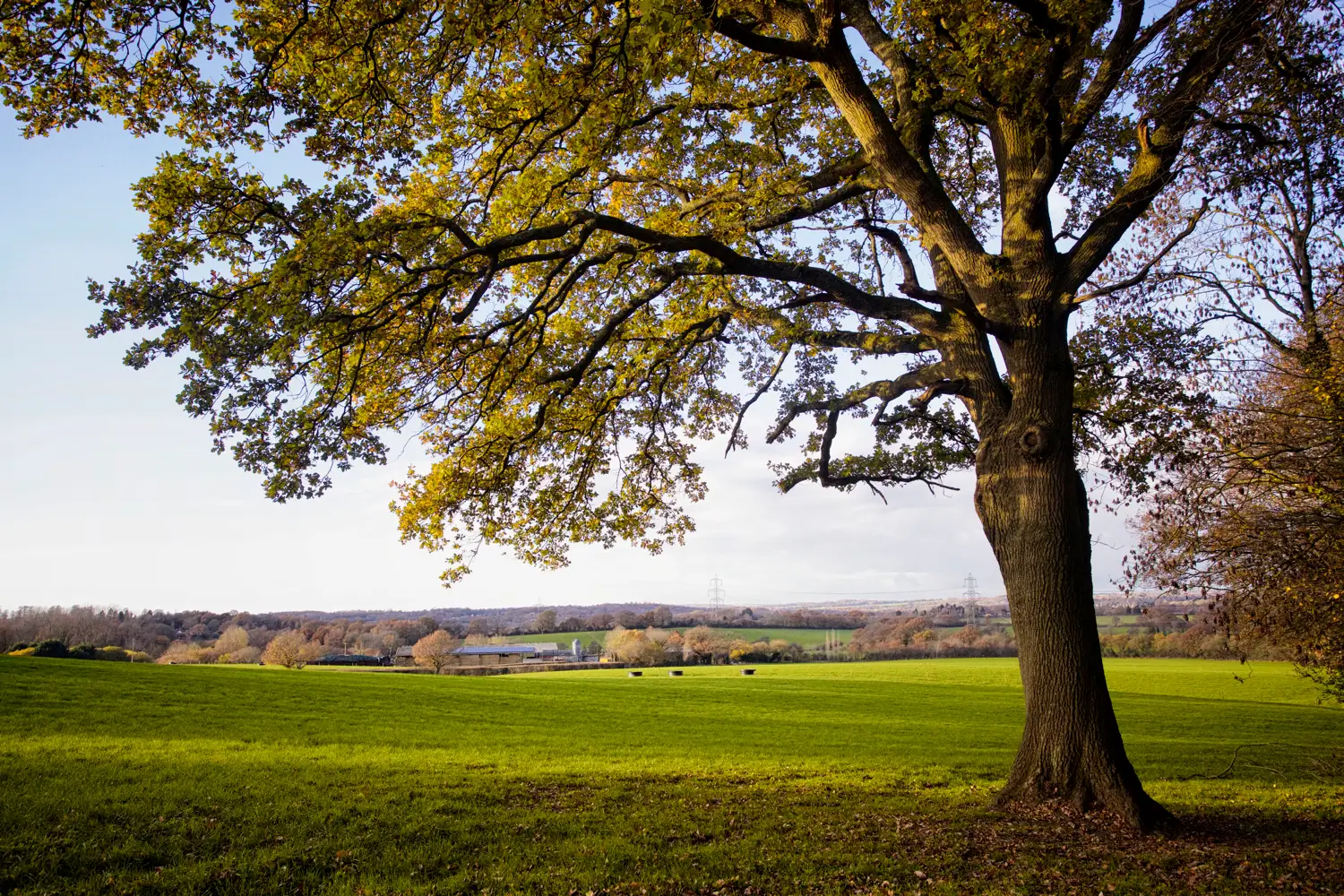 Types of Tree Photography .jpg