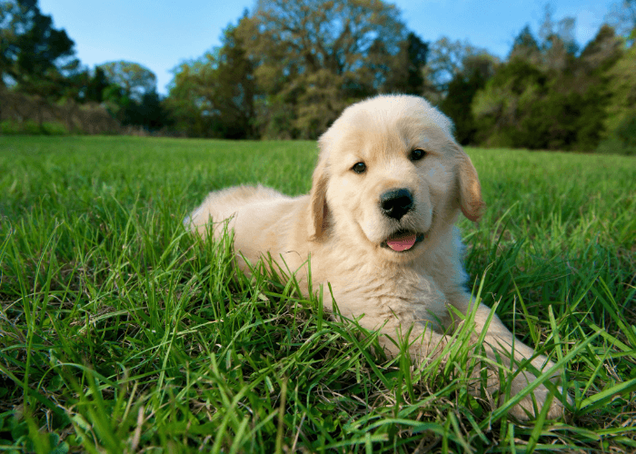 Capturing Photos of Your Fur Buddies