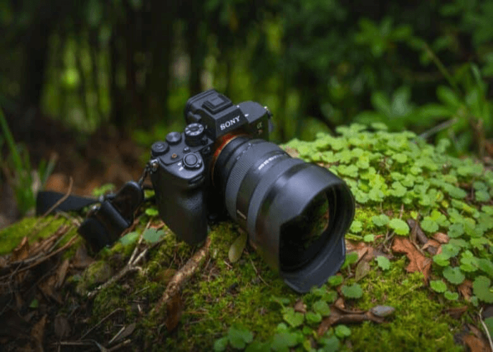 Comparison to Find a Beginner-Friendly Camera