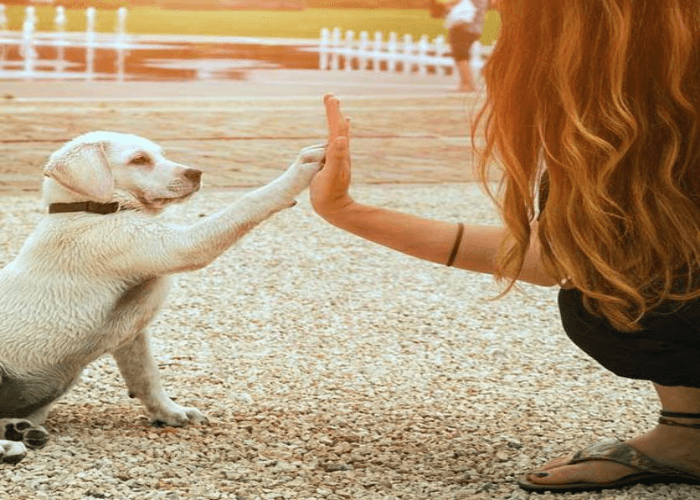  The Handshake Pose with Your Canine