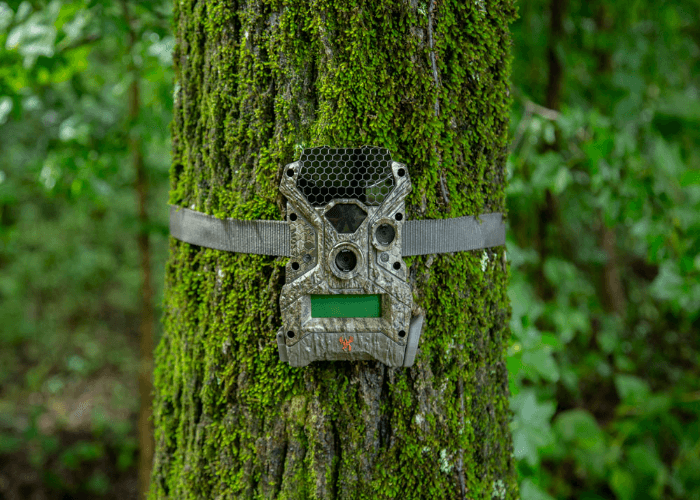 Advantages of Regular Trail Camera