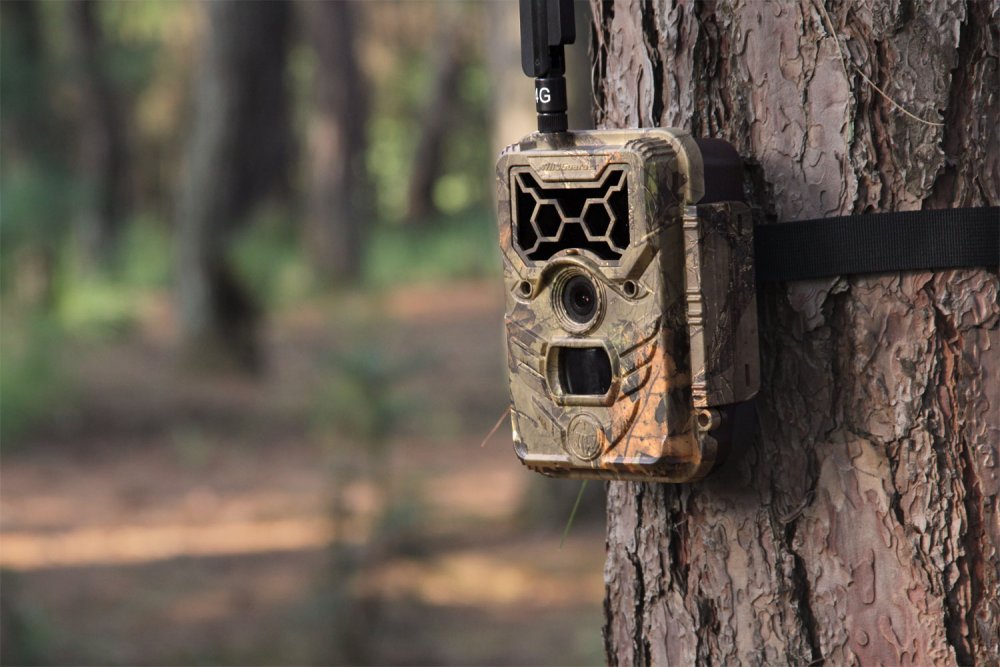 How Far Can a Trail Camera Detect Motion