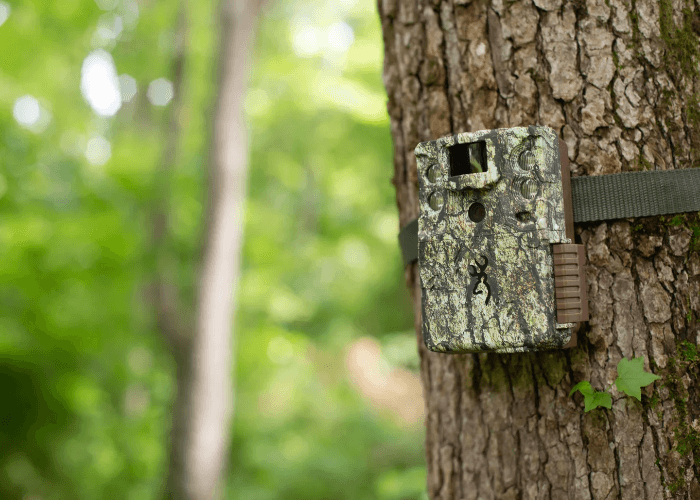 What is a Cellular Trail Camera