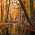 What Are the Best Settings for Fall Pictures