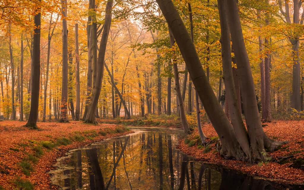 What Are the Best Settings for Fall Pictures? - NoKishiTa Camera