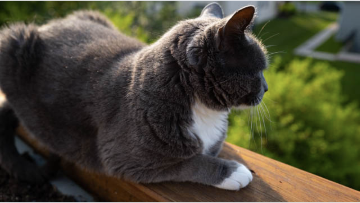 Cat_Overlooking_Balcony_View