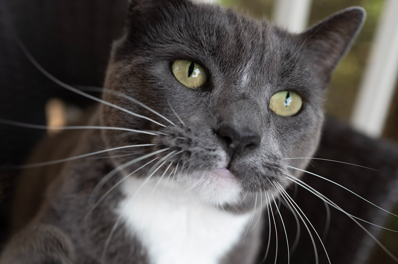 Curious_Cat_Close-Up
