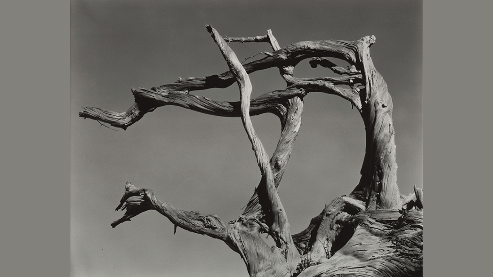 Edward_Weston