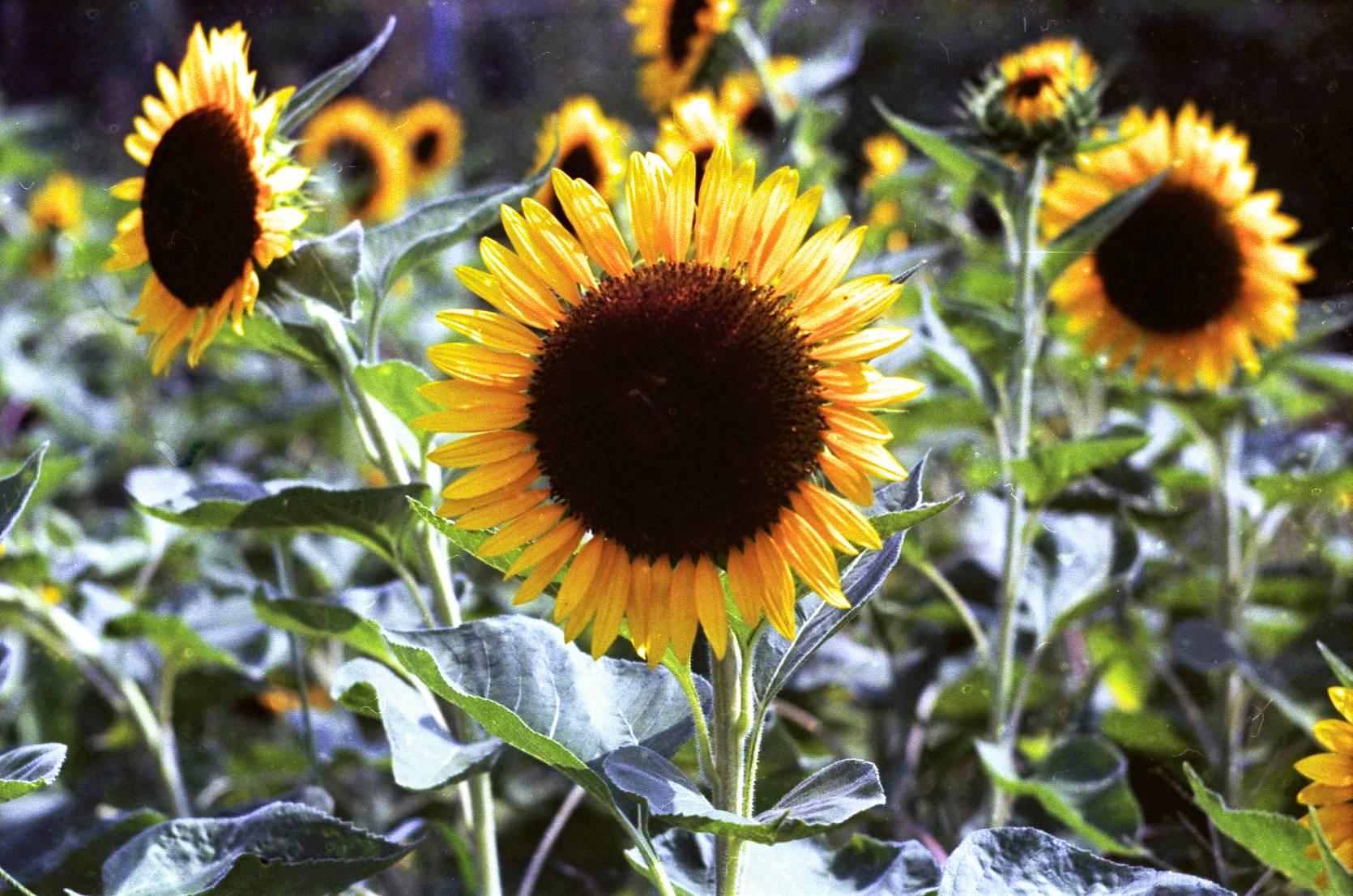 Film_Photography_in_General