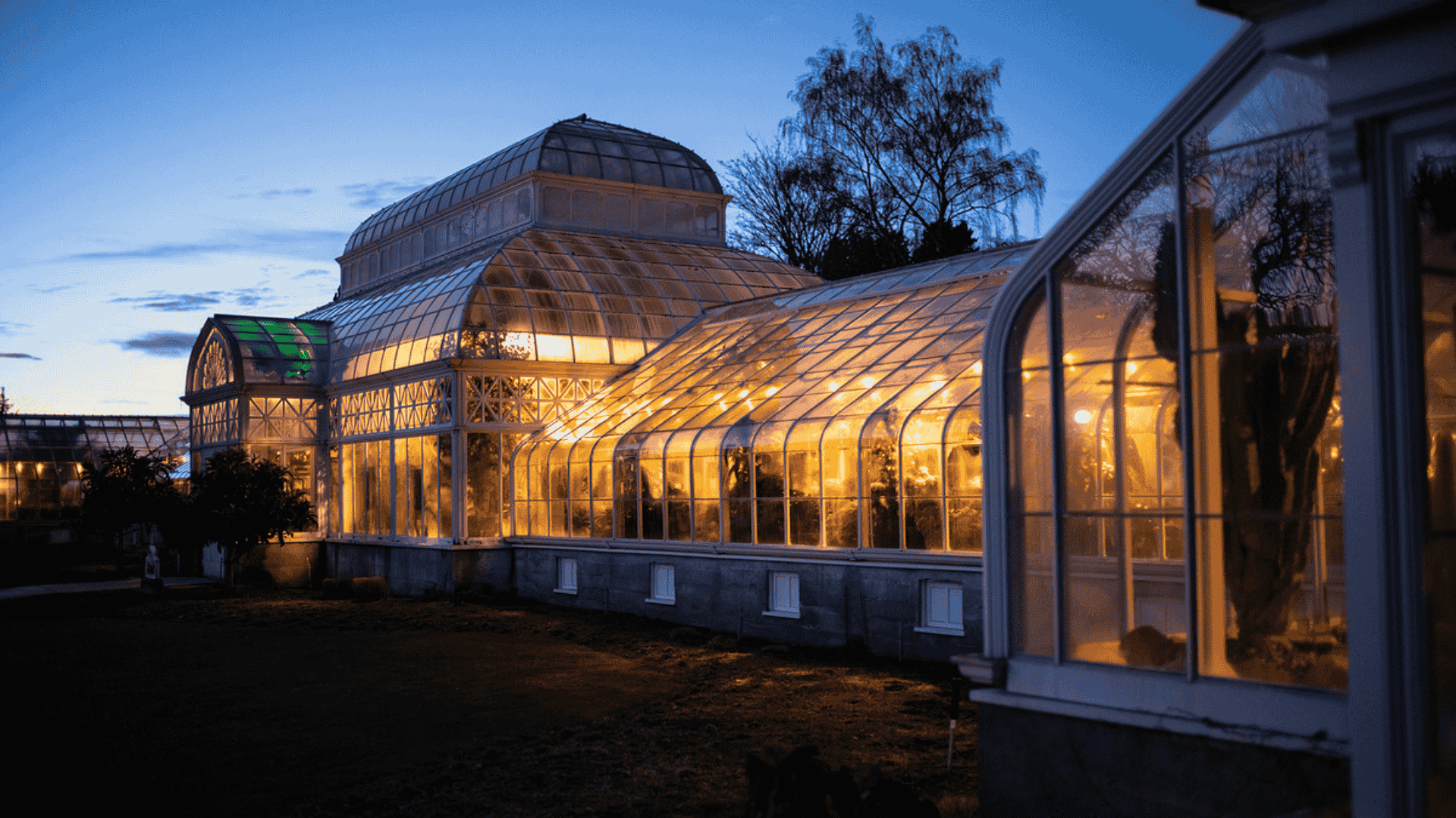 Golden_Glow_of_the_Conservatory