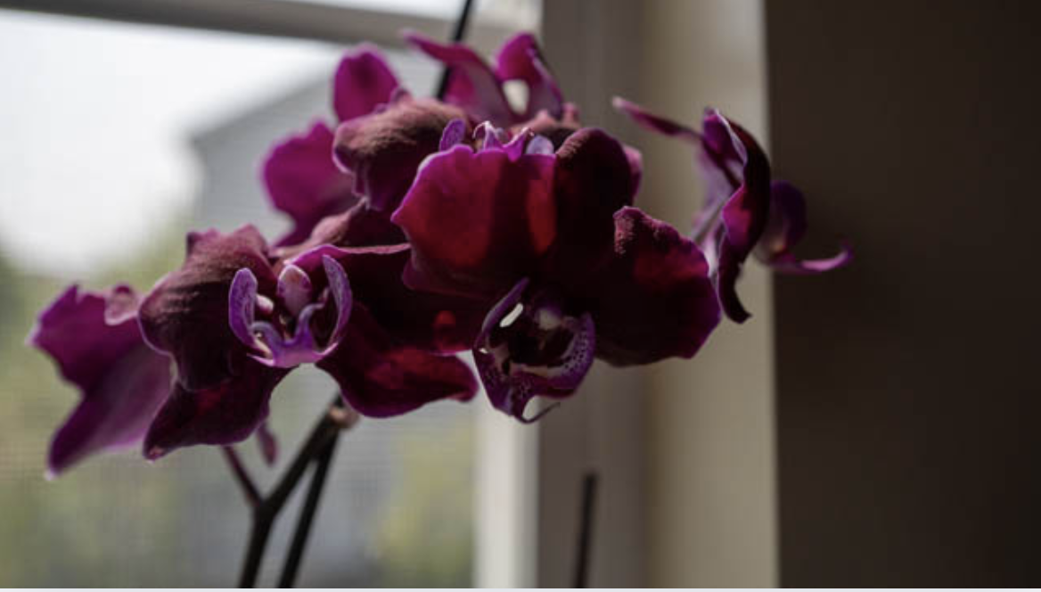 Soft_Orchid_by_the_Window