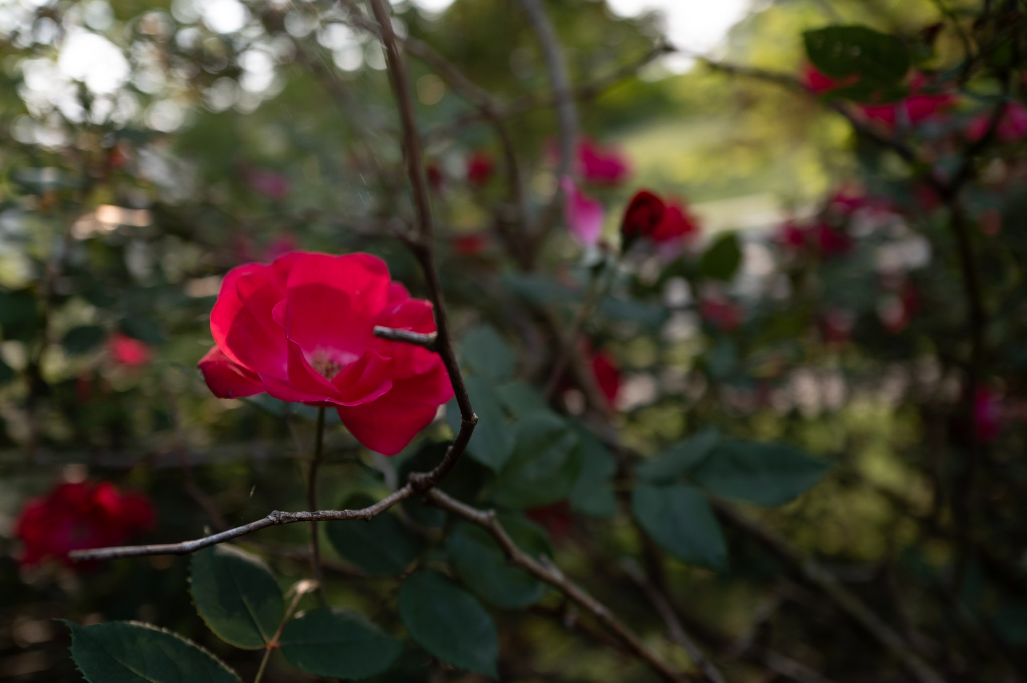 Wild_Rose_in_Sunlight