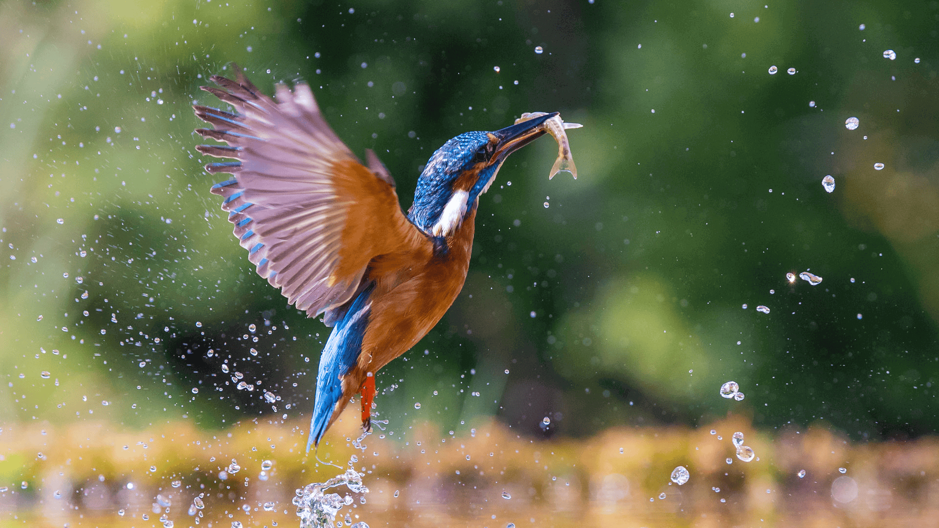 Wildlife_Photography