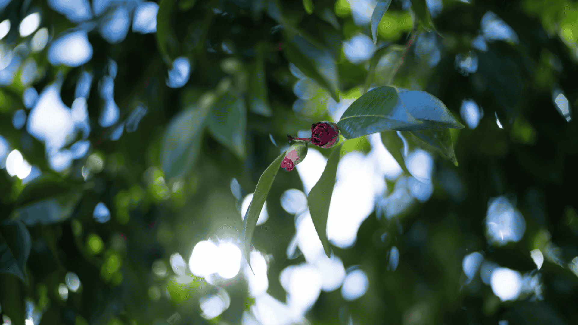 Blossom_in_the_Bokeh