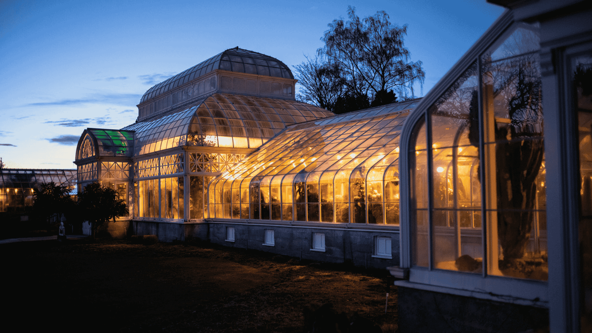 Golden_Glow_of_the_Conservatory