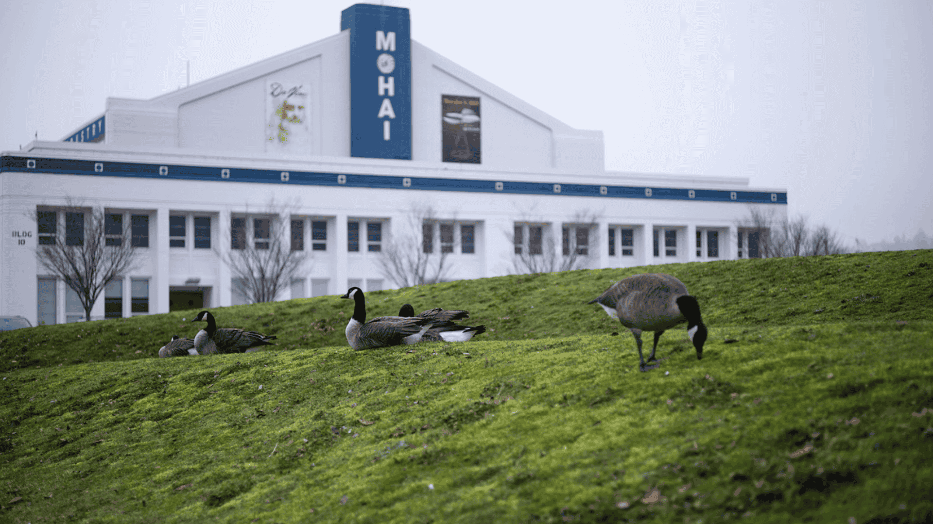 Grazing_at_MOHAI