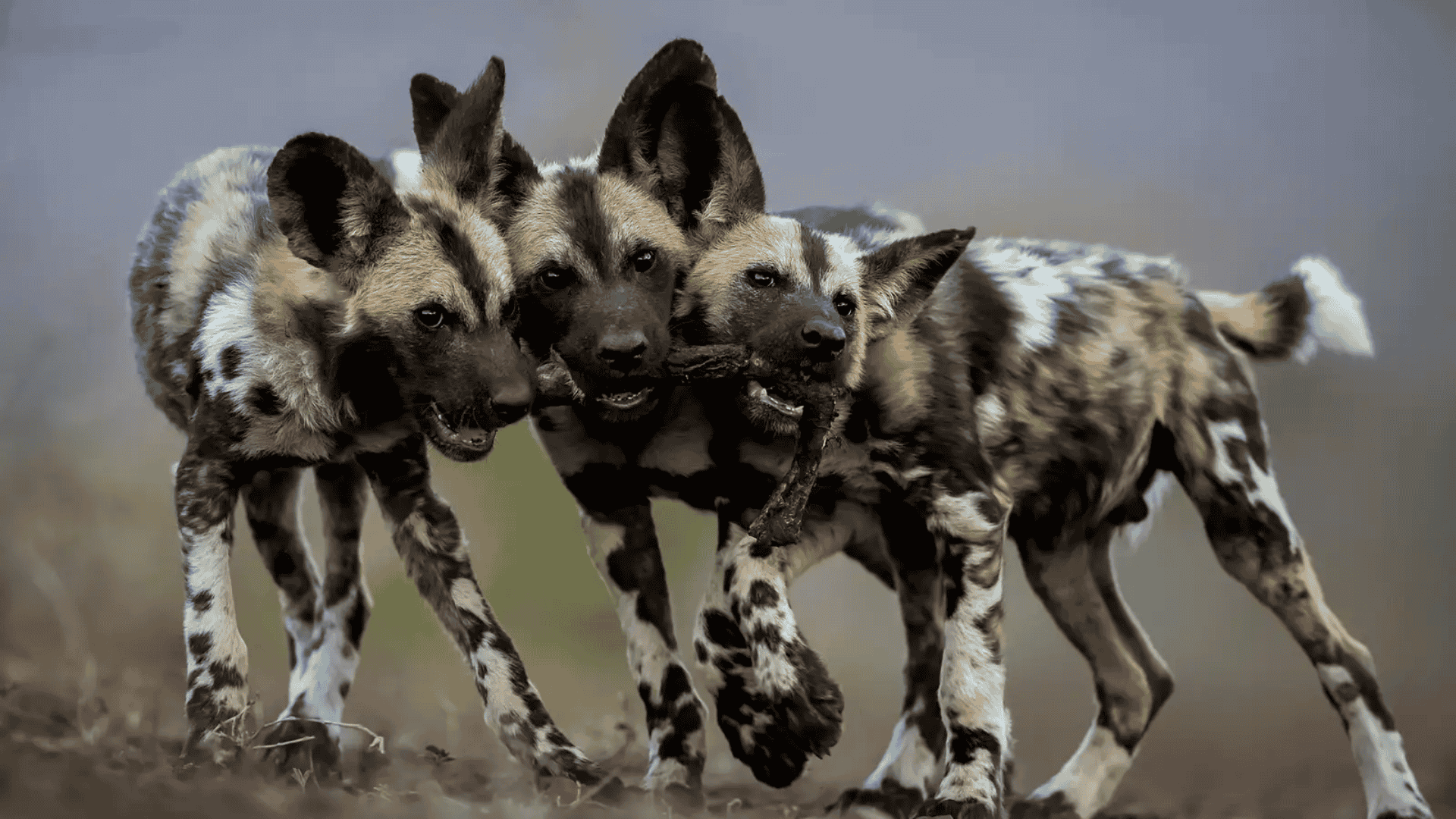 Pack_Power_in_Play