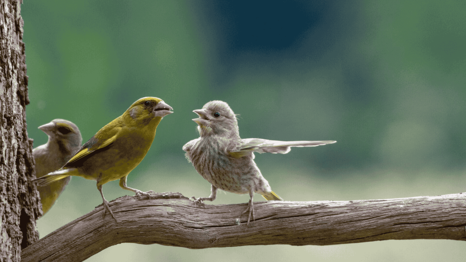 Silent_Conversations_Among_Birds