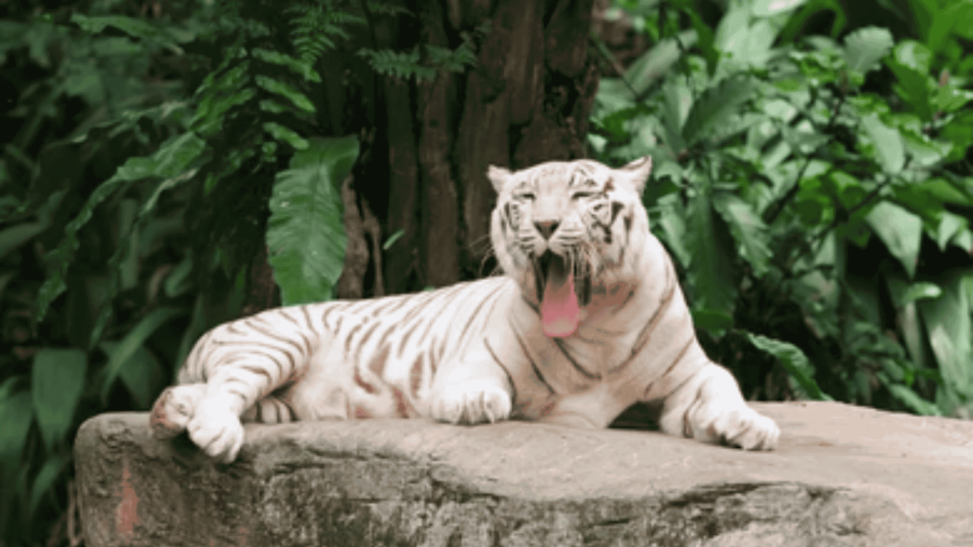 The_Jungle_Yawn