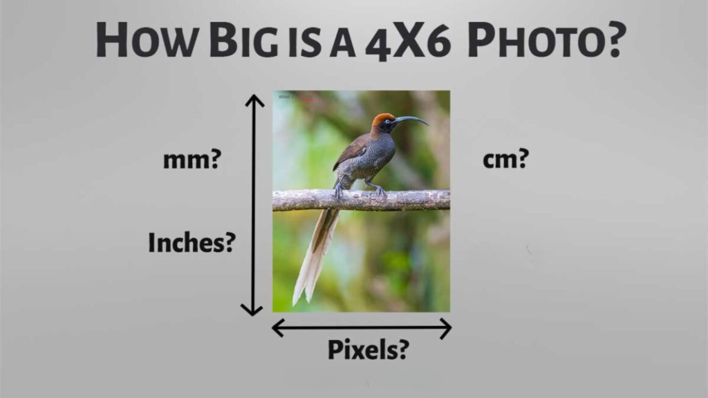 How Big is a 4x6 Photo in Different Units?
