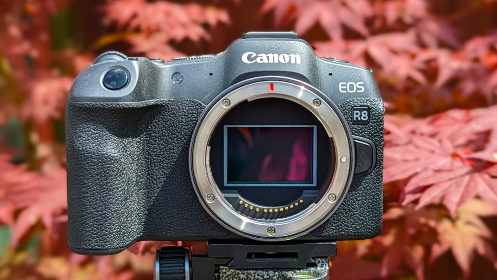 Reviewing Canon EOS R8: Features, Performance, and Quality